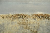 http://www.thierrytalbot.com/files/gimgs/th-7_paysages carenages 48.jpg